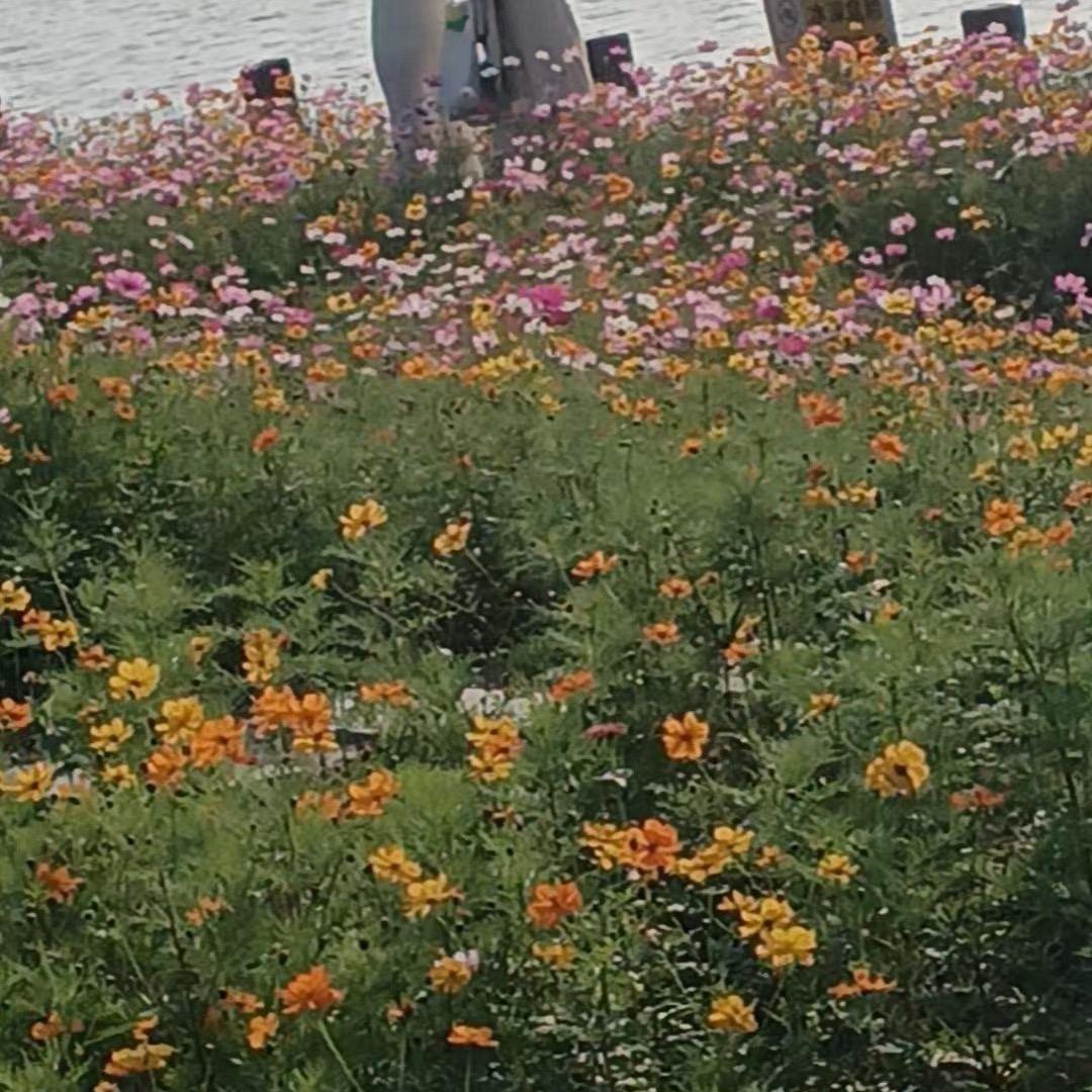 空城一角独与悲凉