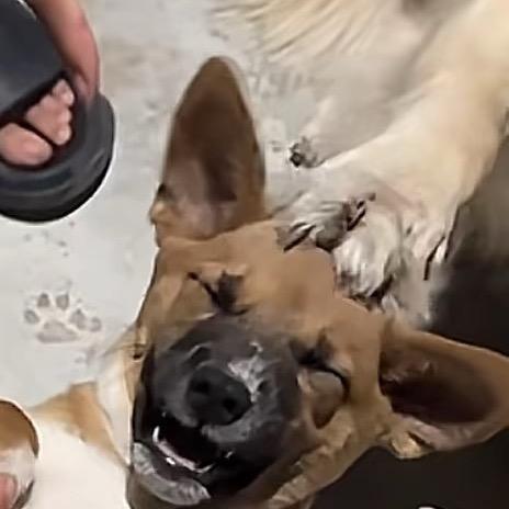 气人少女拿小宝