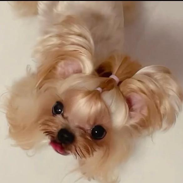 福州家庭繁殖约克夏 可上门看🐶