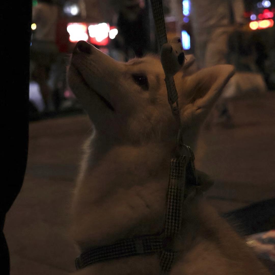 戈优呦