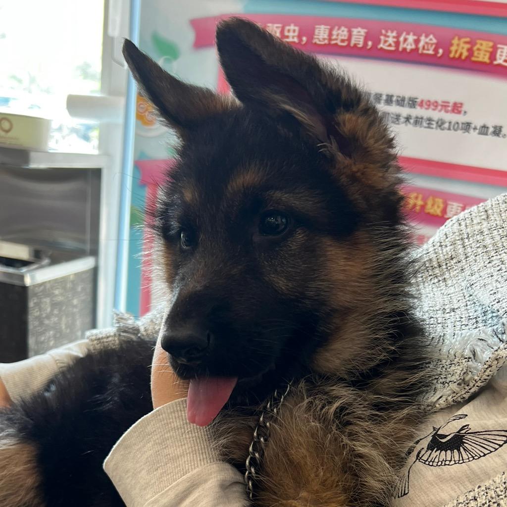 小德牧三月