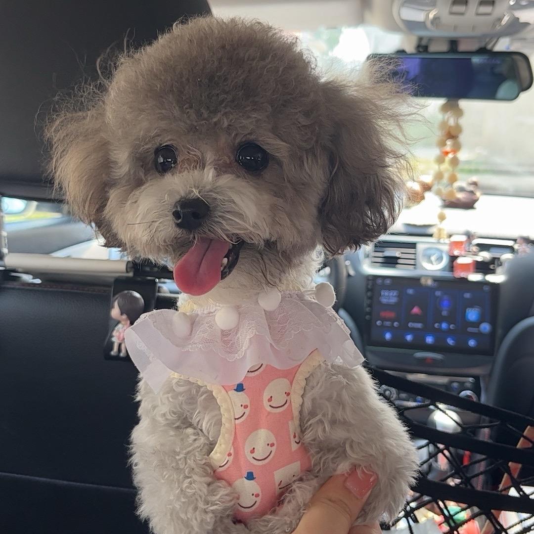 涅槃重生的小燕子