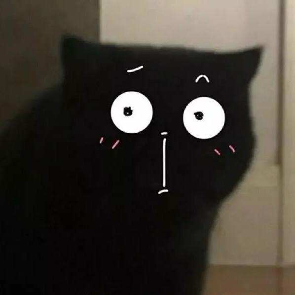 呆🐱