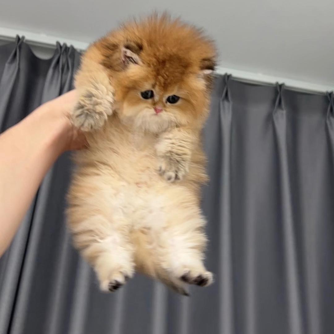 Lfcat