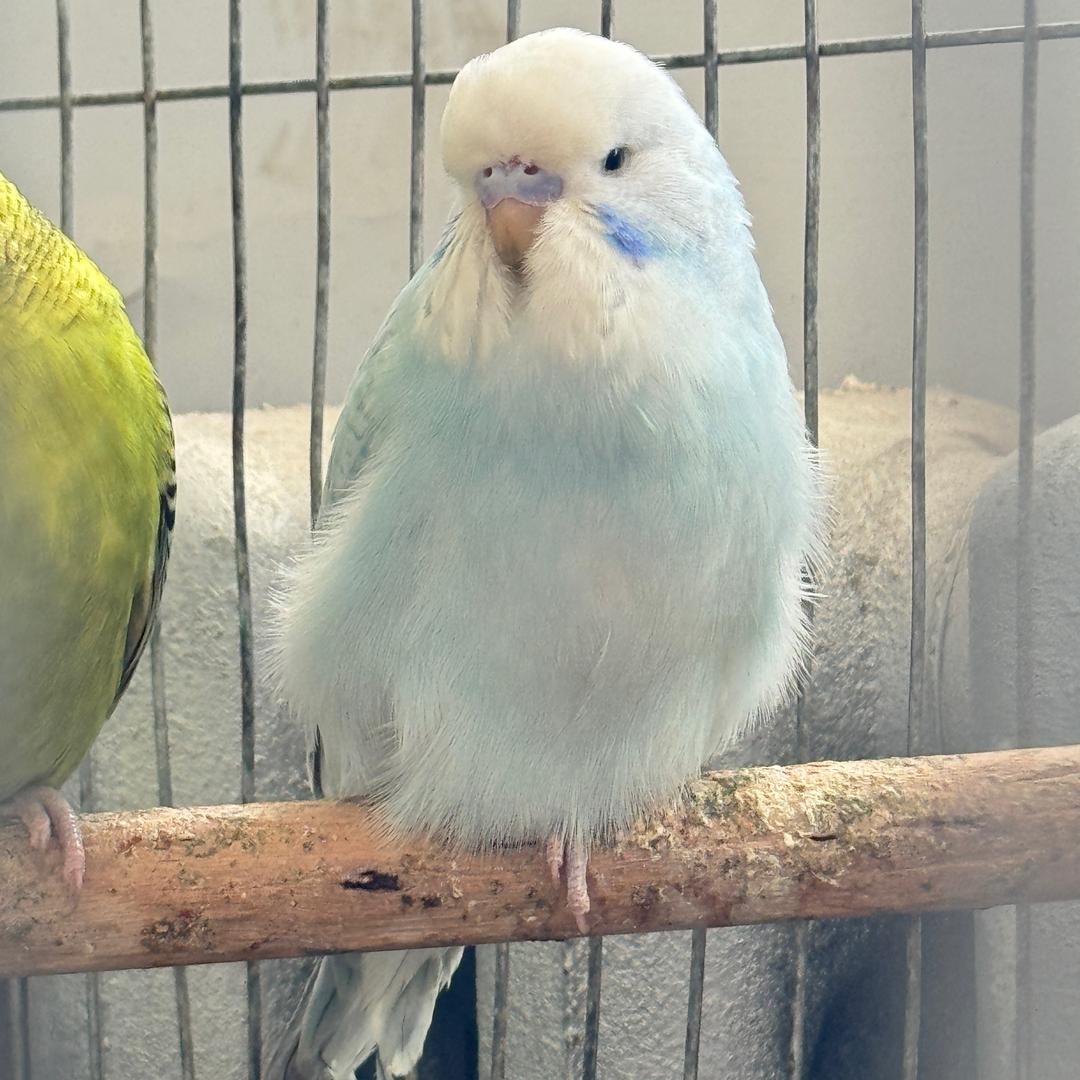 小小鹦鹉