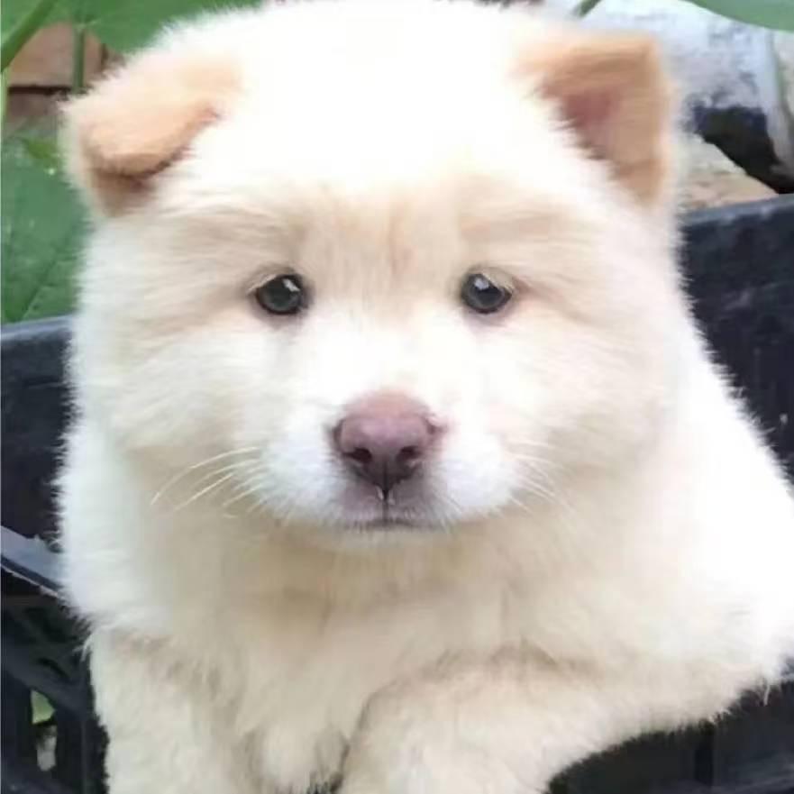 一只土松犬犬犬