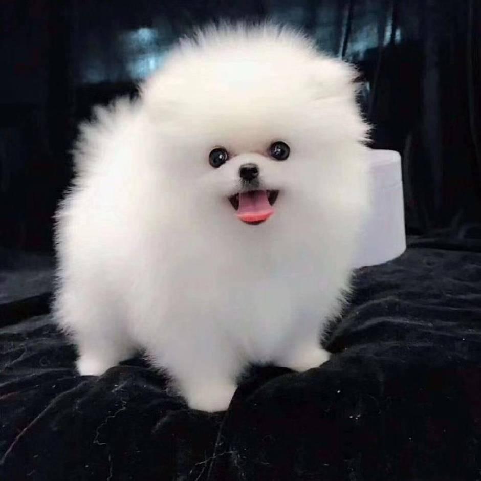 昆明诚信犬业（直播号1）