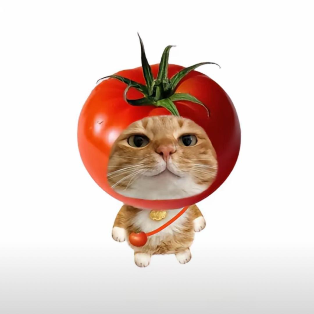 百万是只猫 •ᴥ•