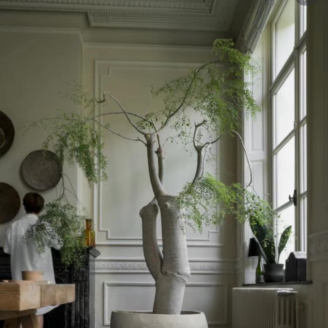 昊霖造型植物馆