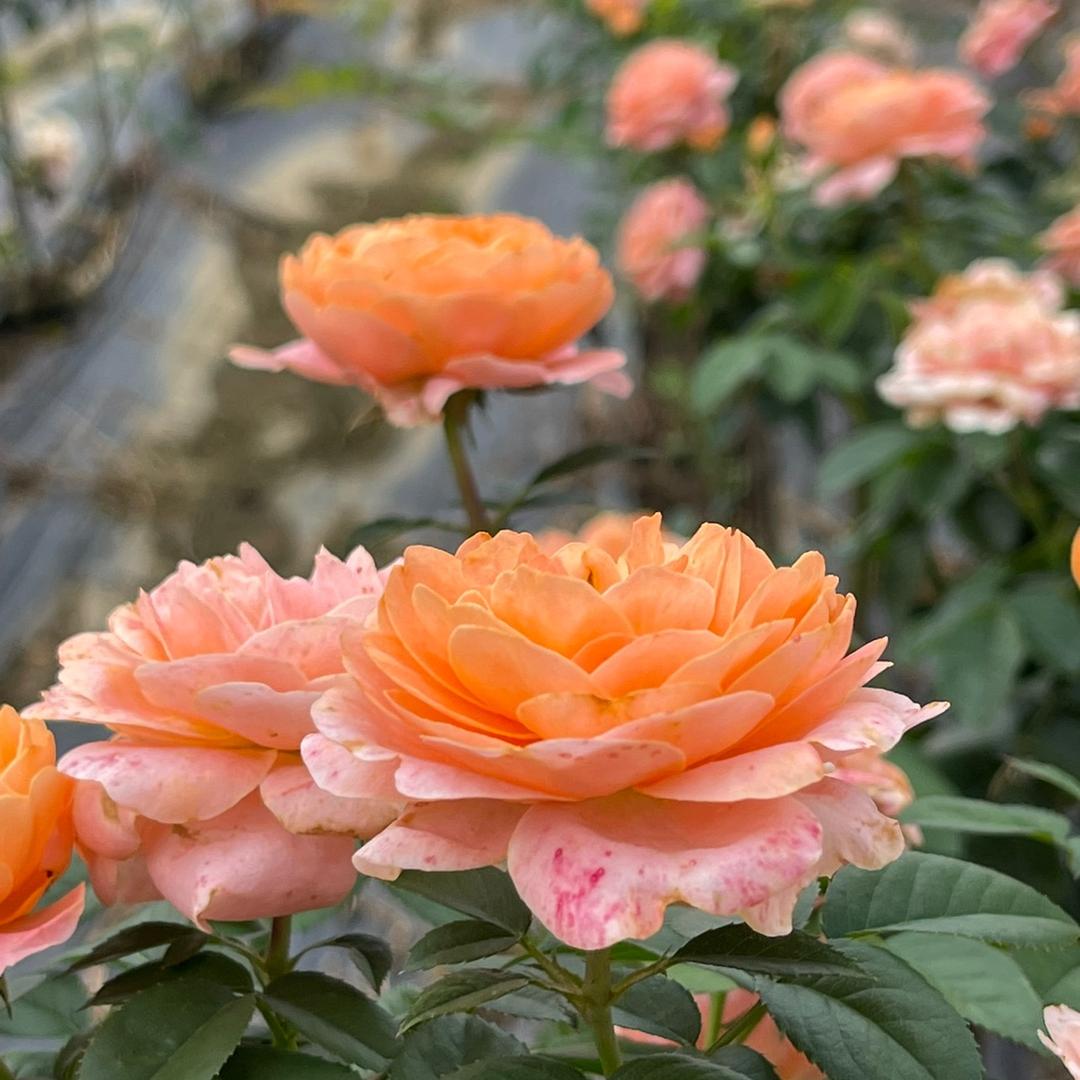 海旭的花园