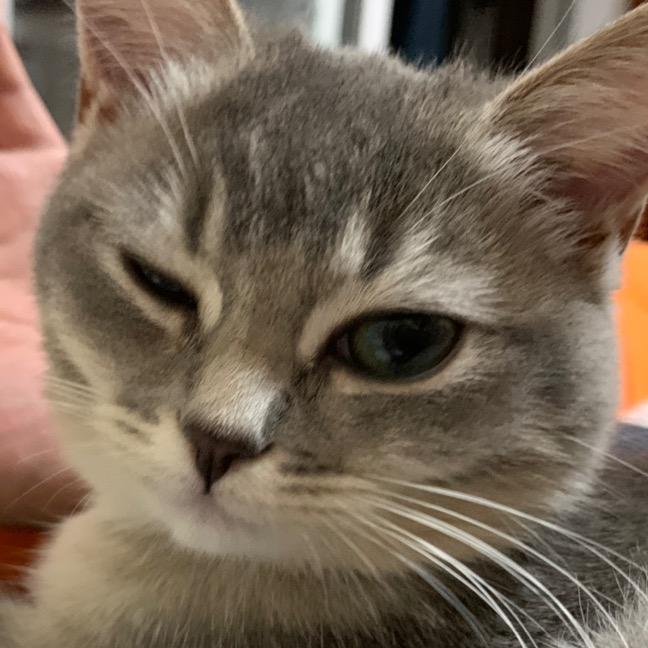 山药是只猫