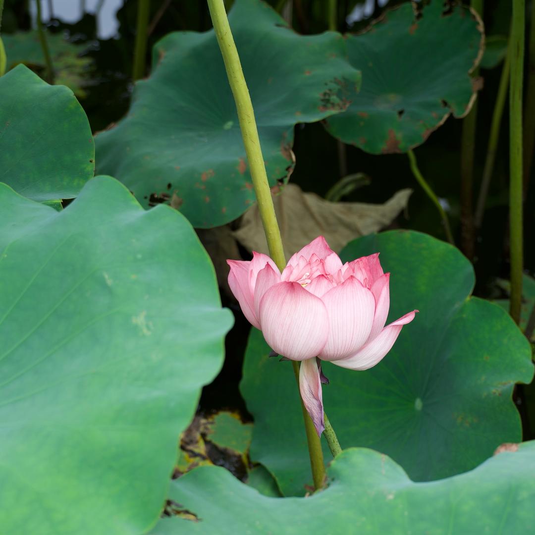 黄尚来复·老周