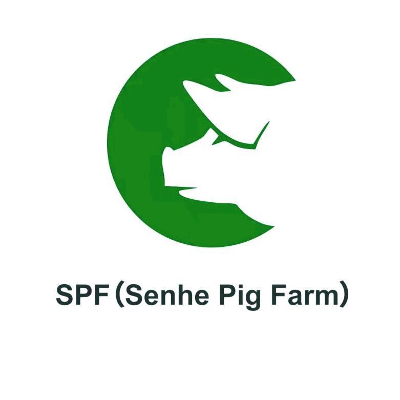 中国森和SPF种猪01姜浩经营部