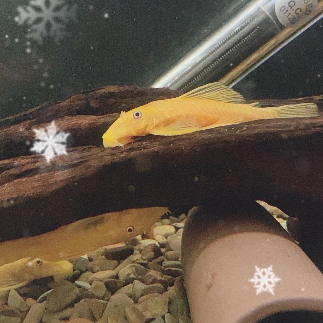 棠棠孔雀鱼🐟