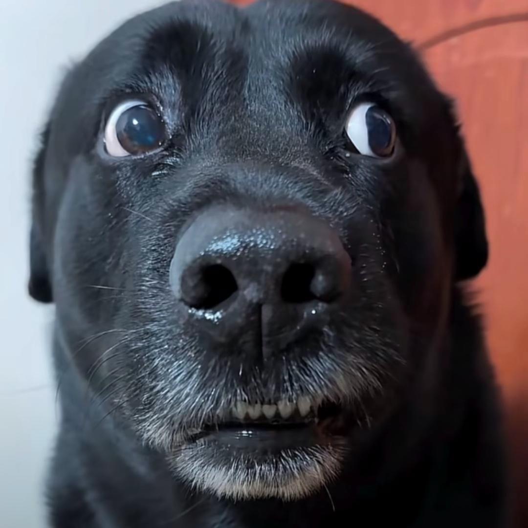 牙黄嘴臭张美丽