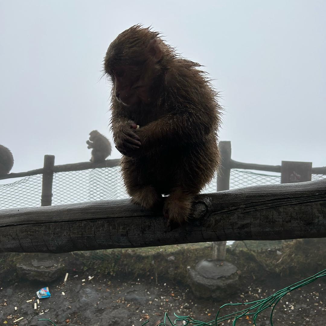 阿饼吃肉和蔬菜