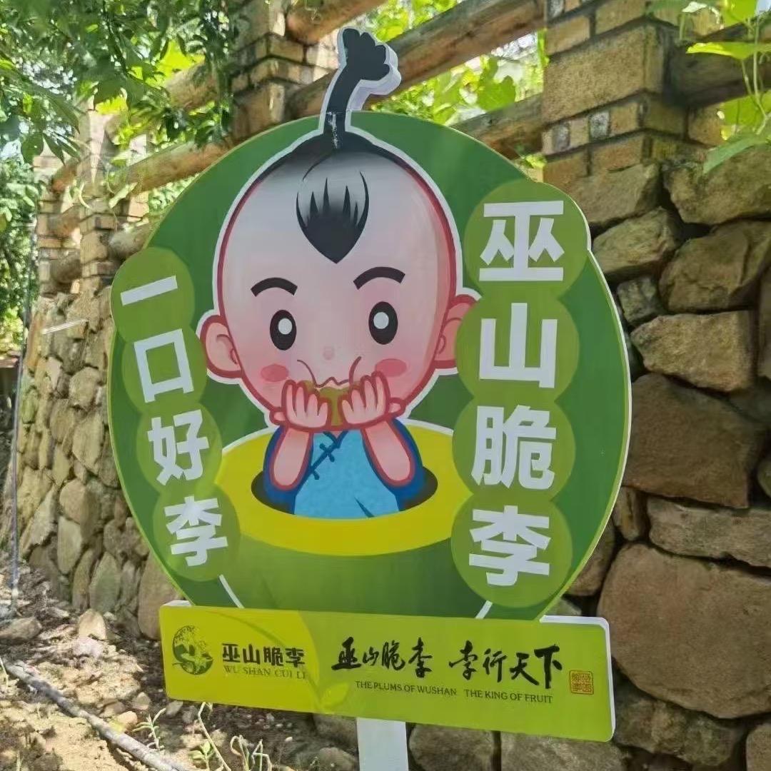 巫山脆李现摘现发