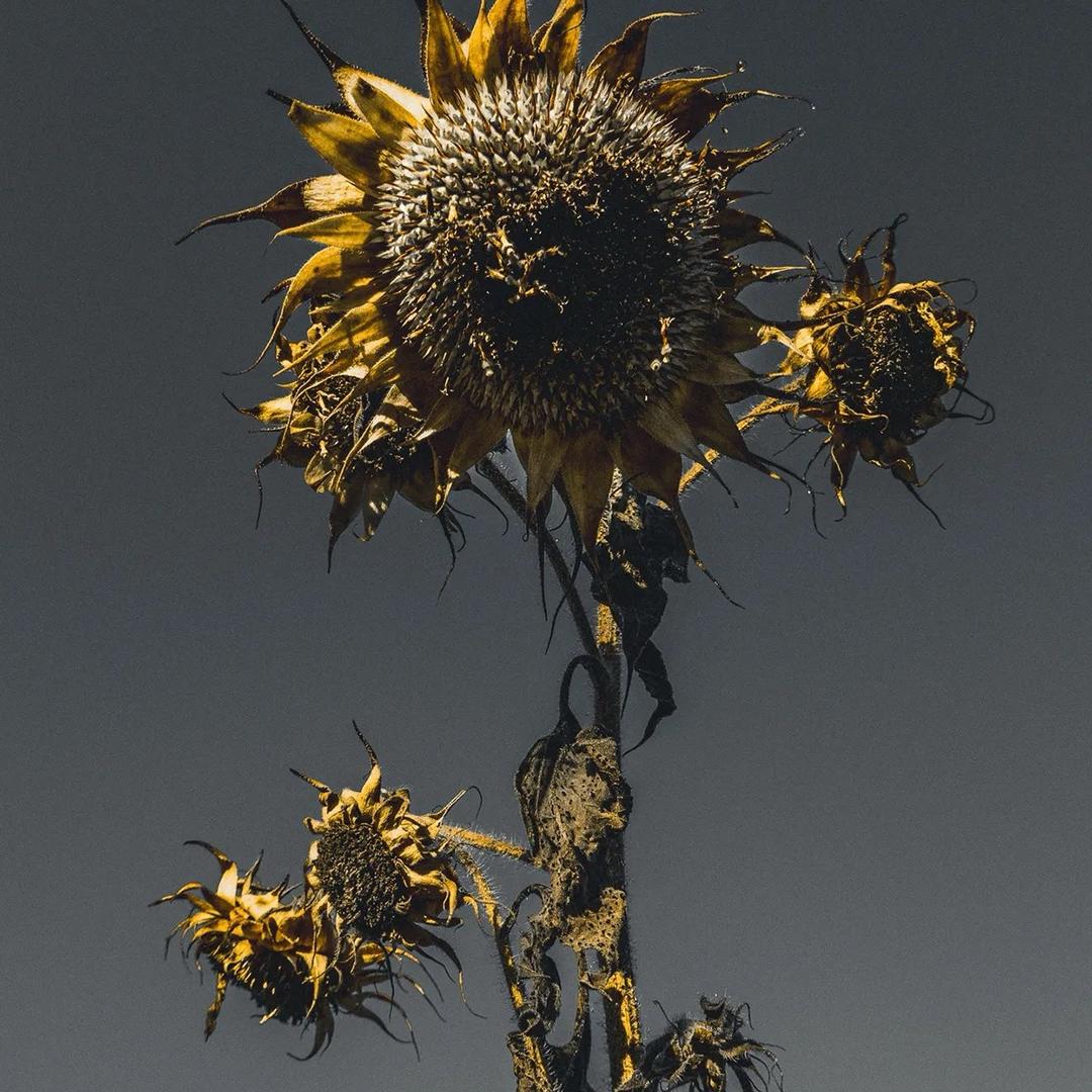 🌻L