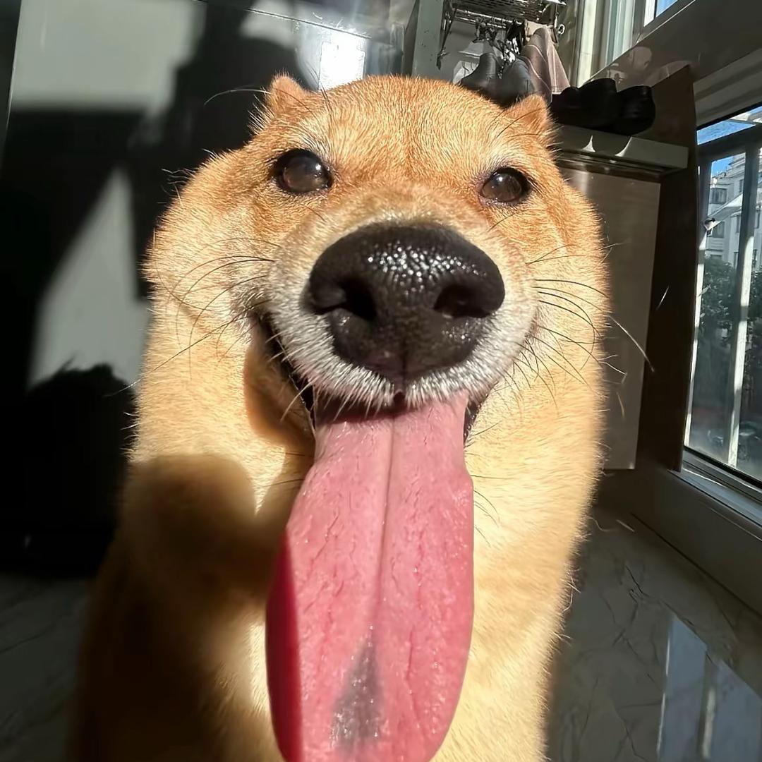 羊羊🐏🐏