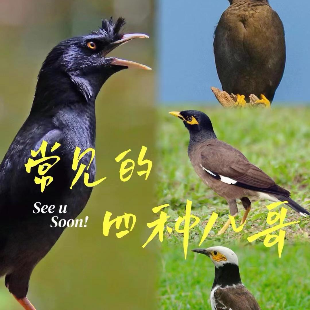 八哥宠物鸟