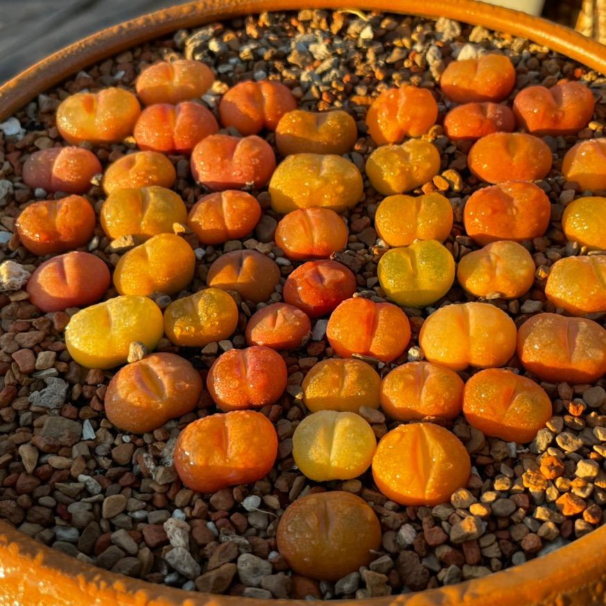 TB兔老板的多肉植物和配方土