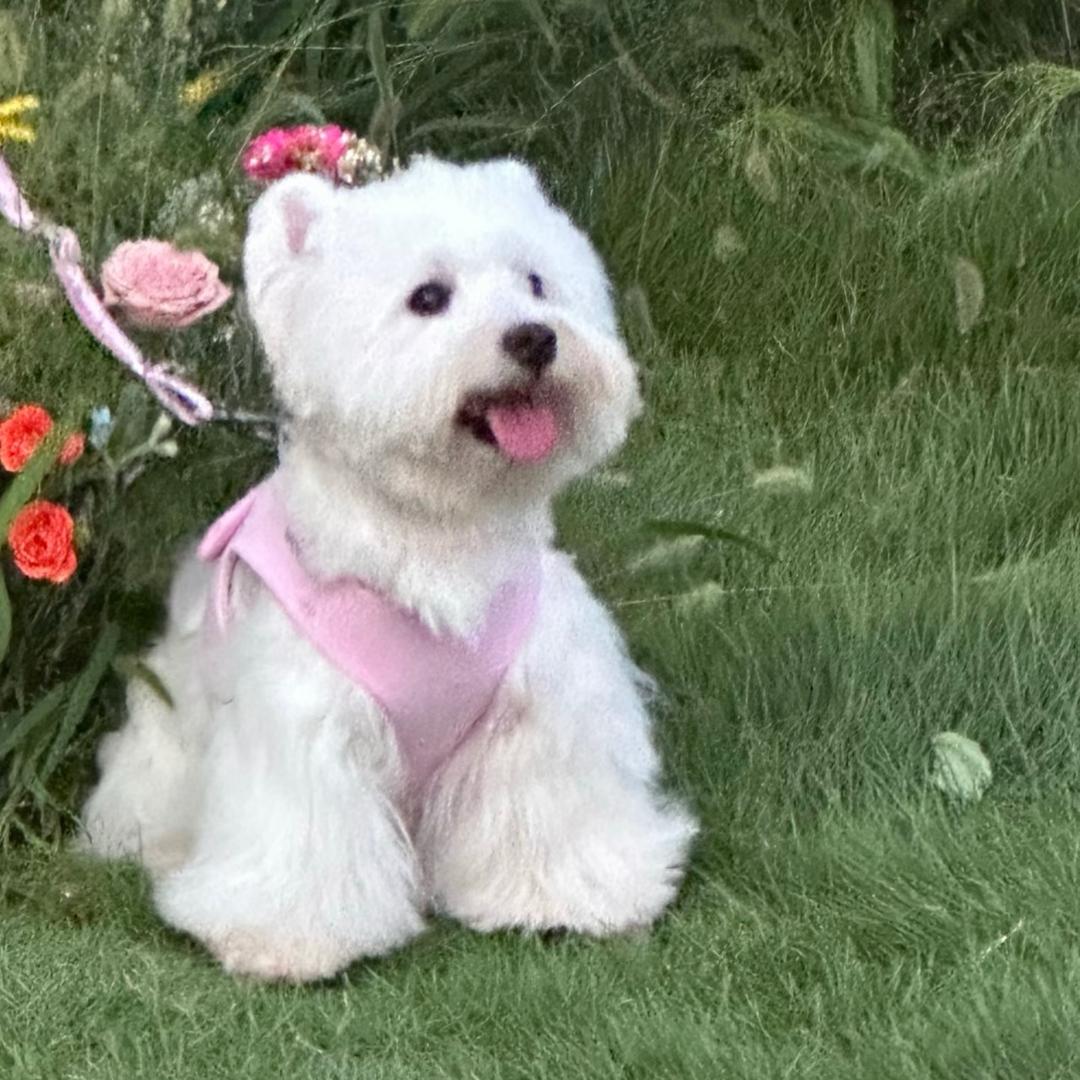 两只兔走疯（polly）