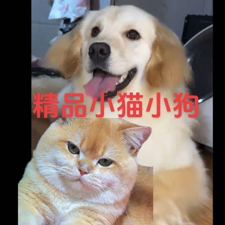 川哥名猫名狗需要小宠物可以联系（全国发货