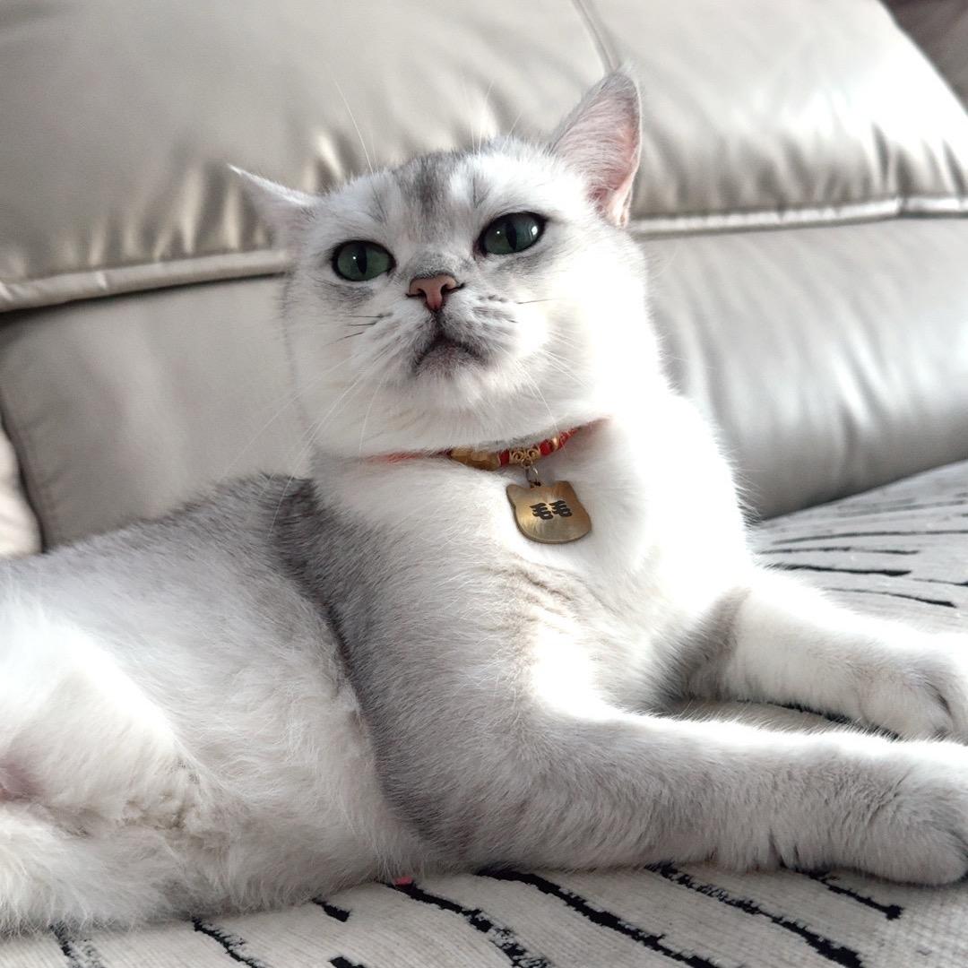 爬墙猫小老五