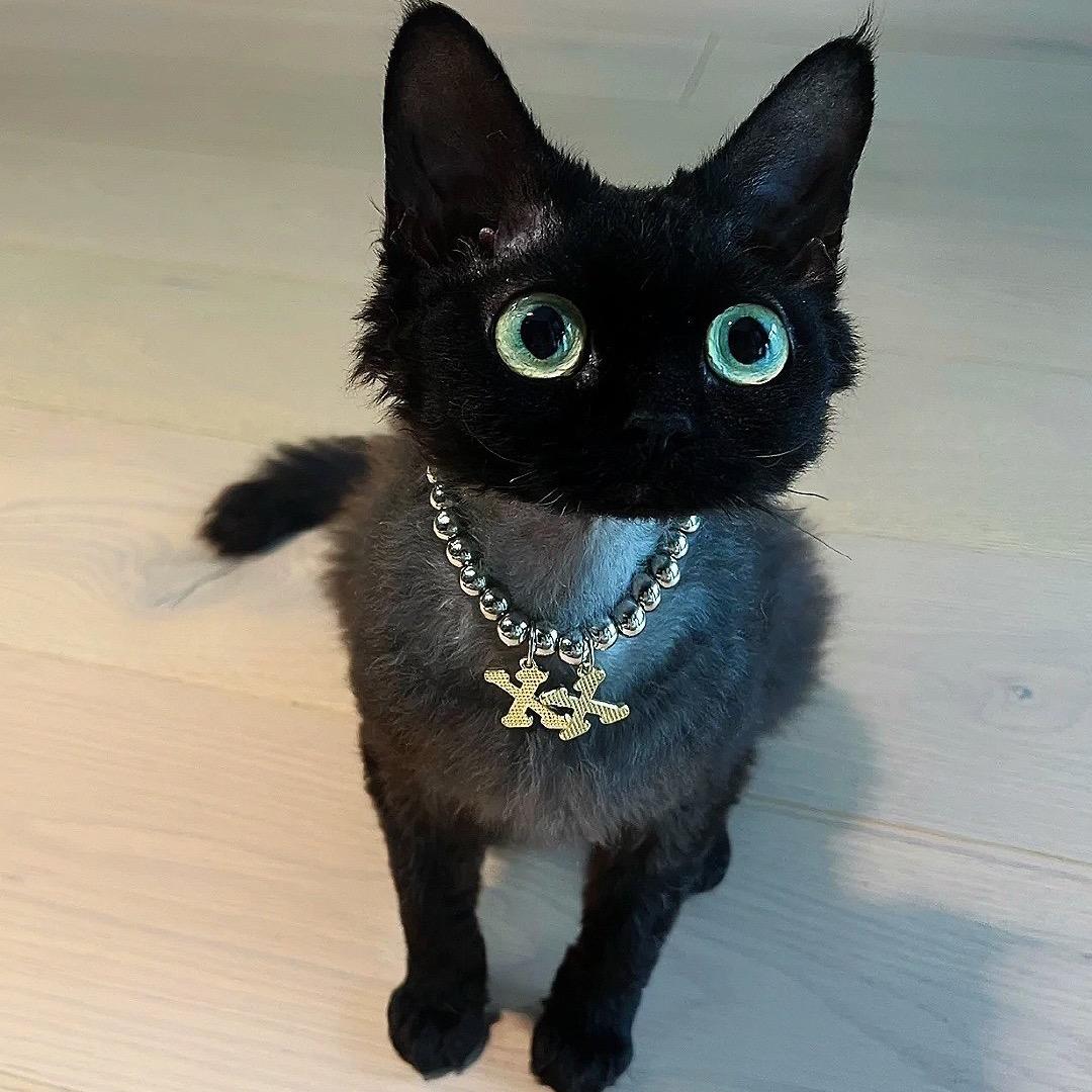 抱紧刺猬