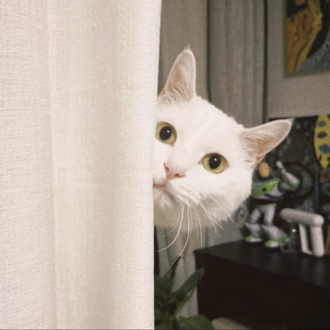 ㅤㅤㅤ你好