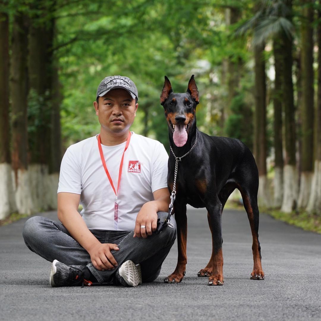 菏泽上门训犬•大成