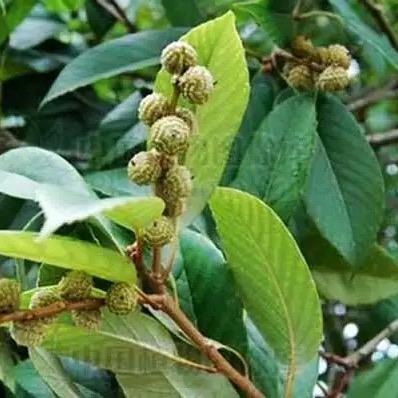 乡村惊喜. 老朱伯