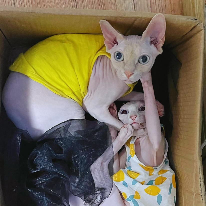 面条是只猫𓃠