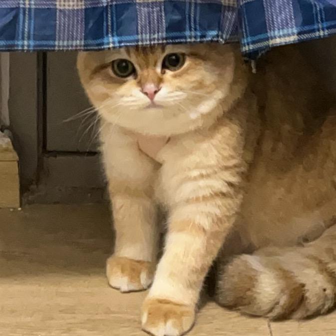 Leo与🌟