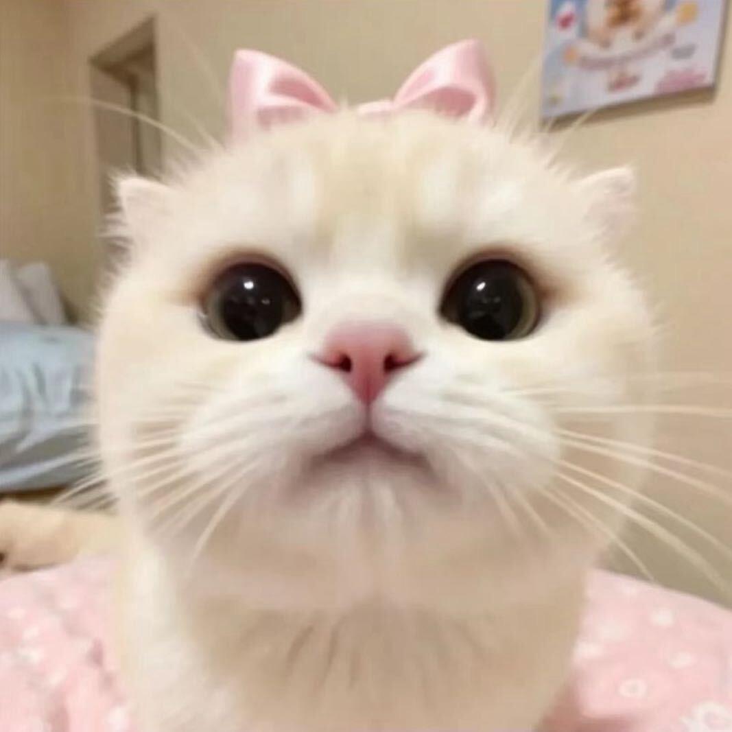 晚安欣
