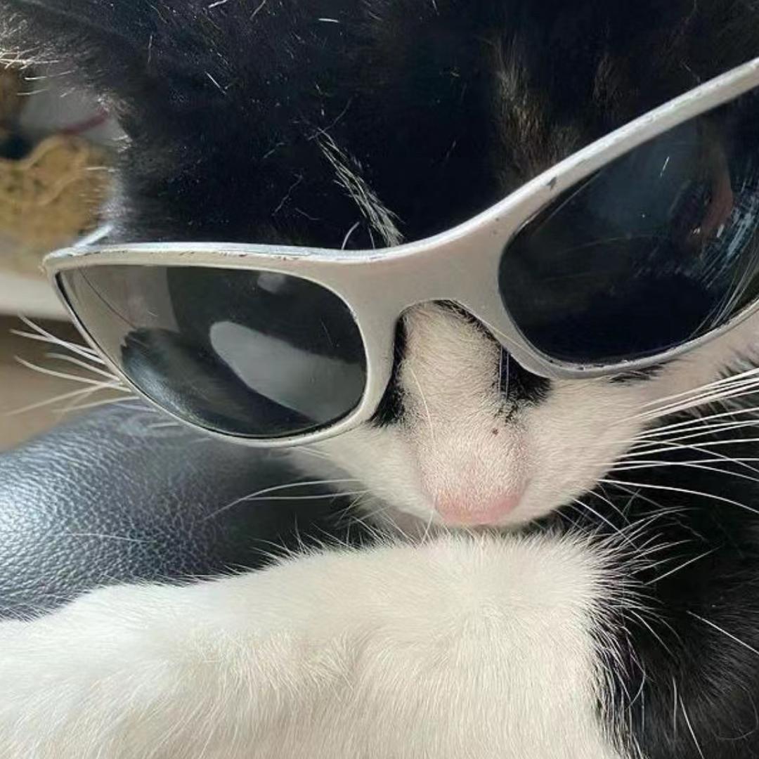 小猫不吃鱼i