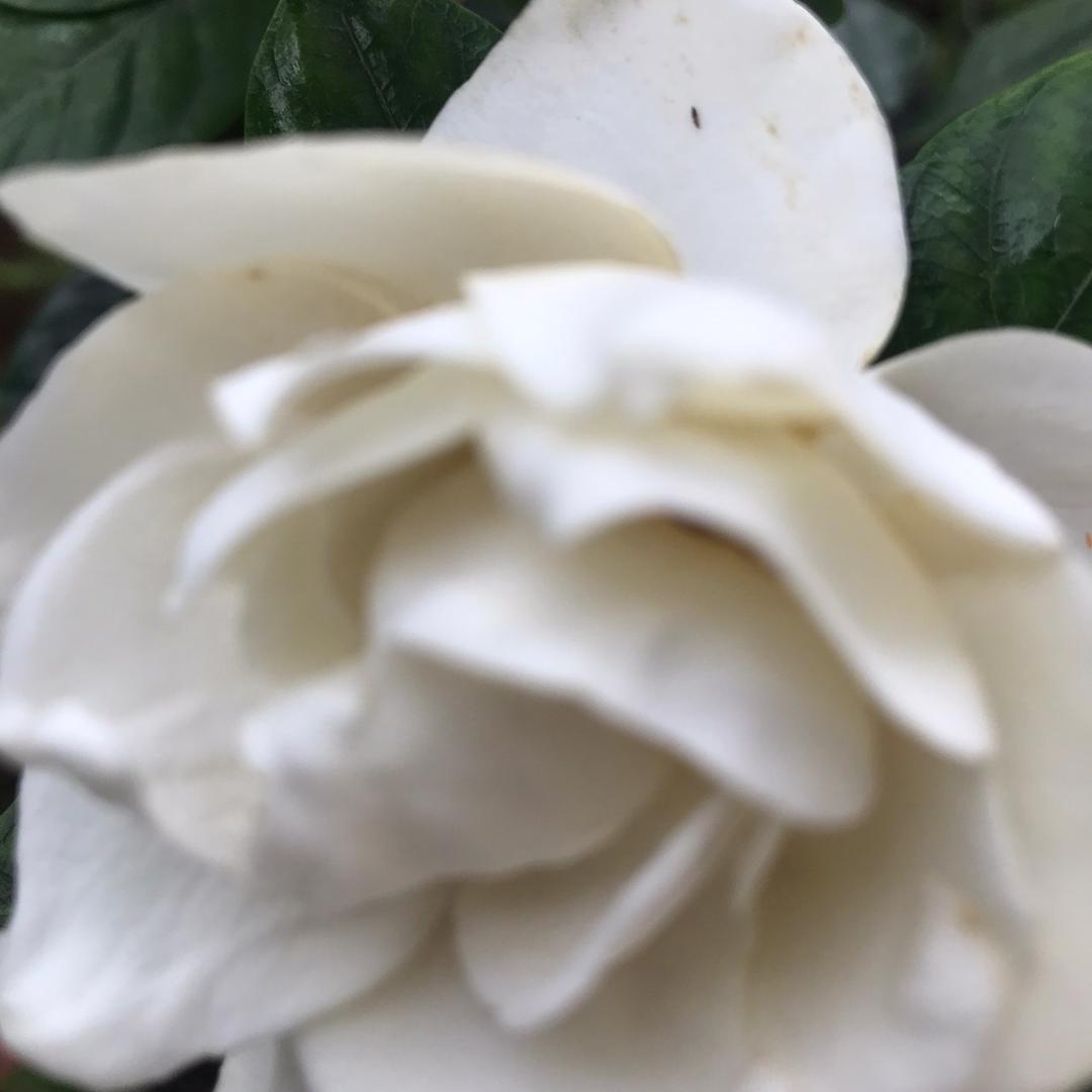栀子花香666666