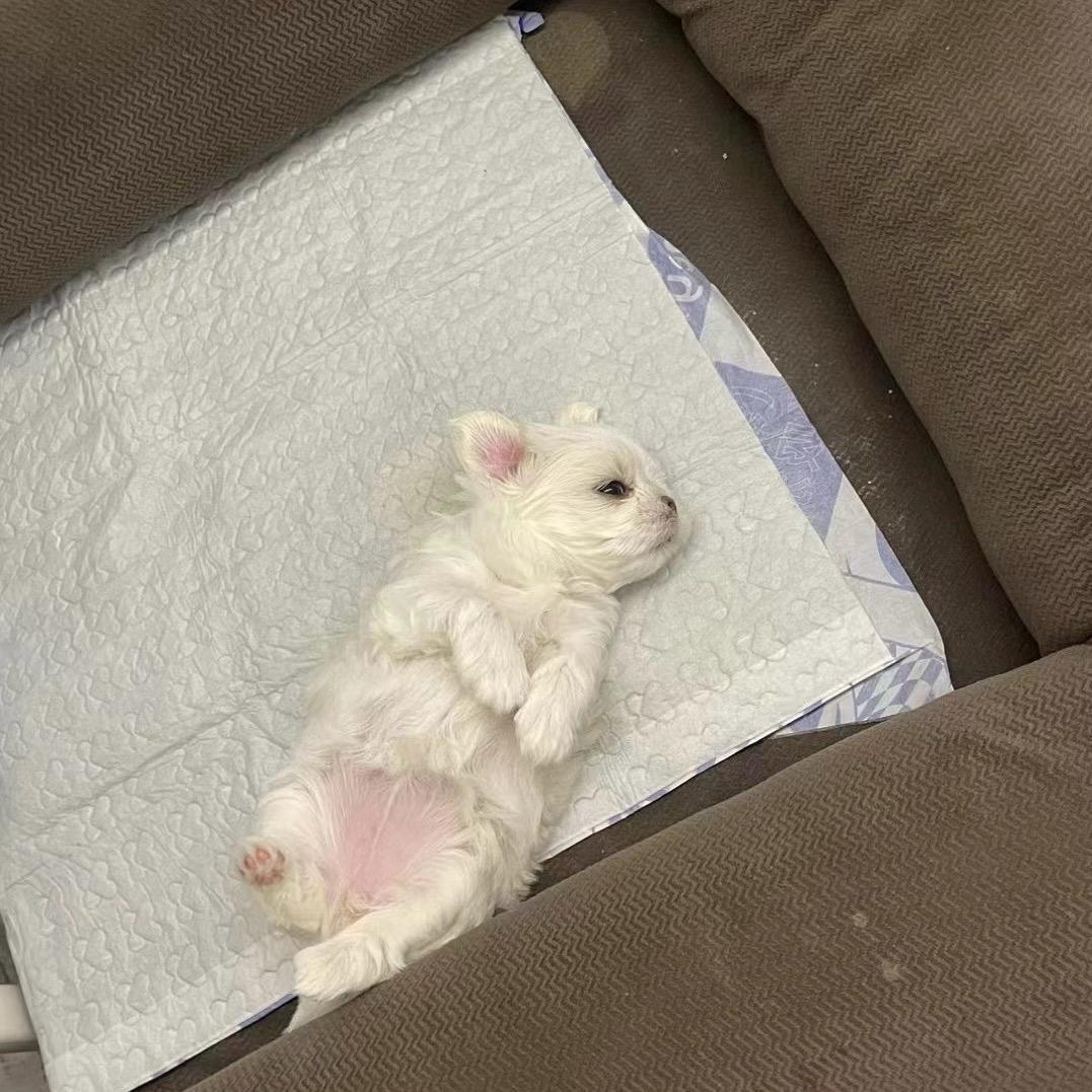 吉吉宠物斯拜若专业洗护