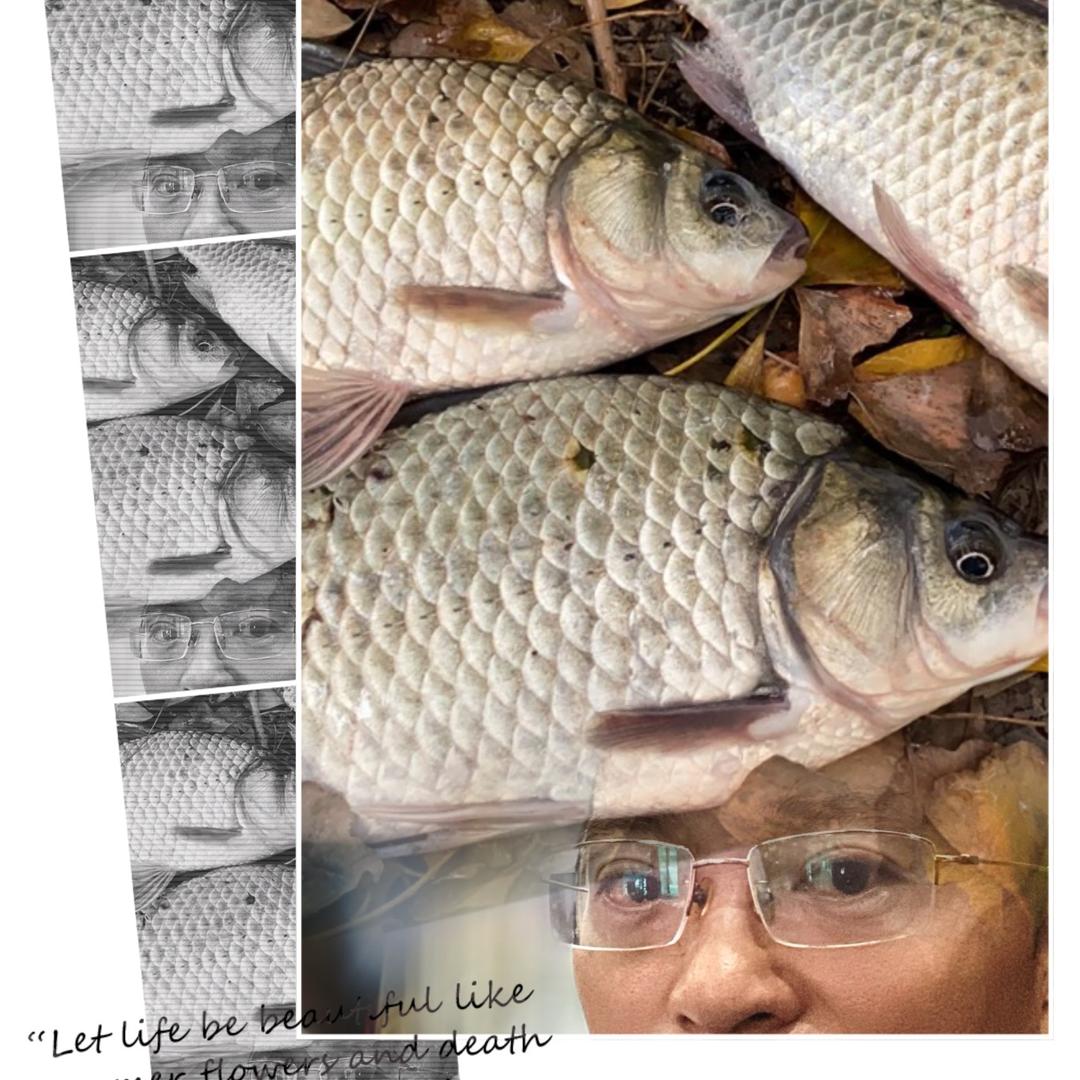 老菜（传统钓）