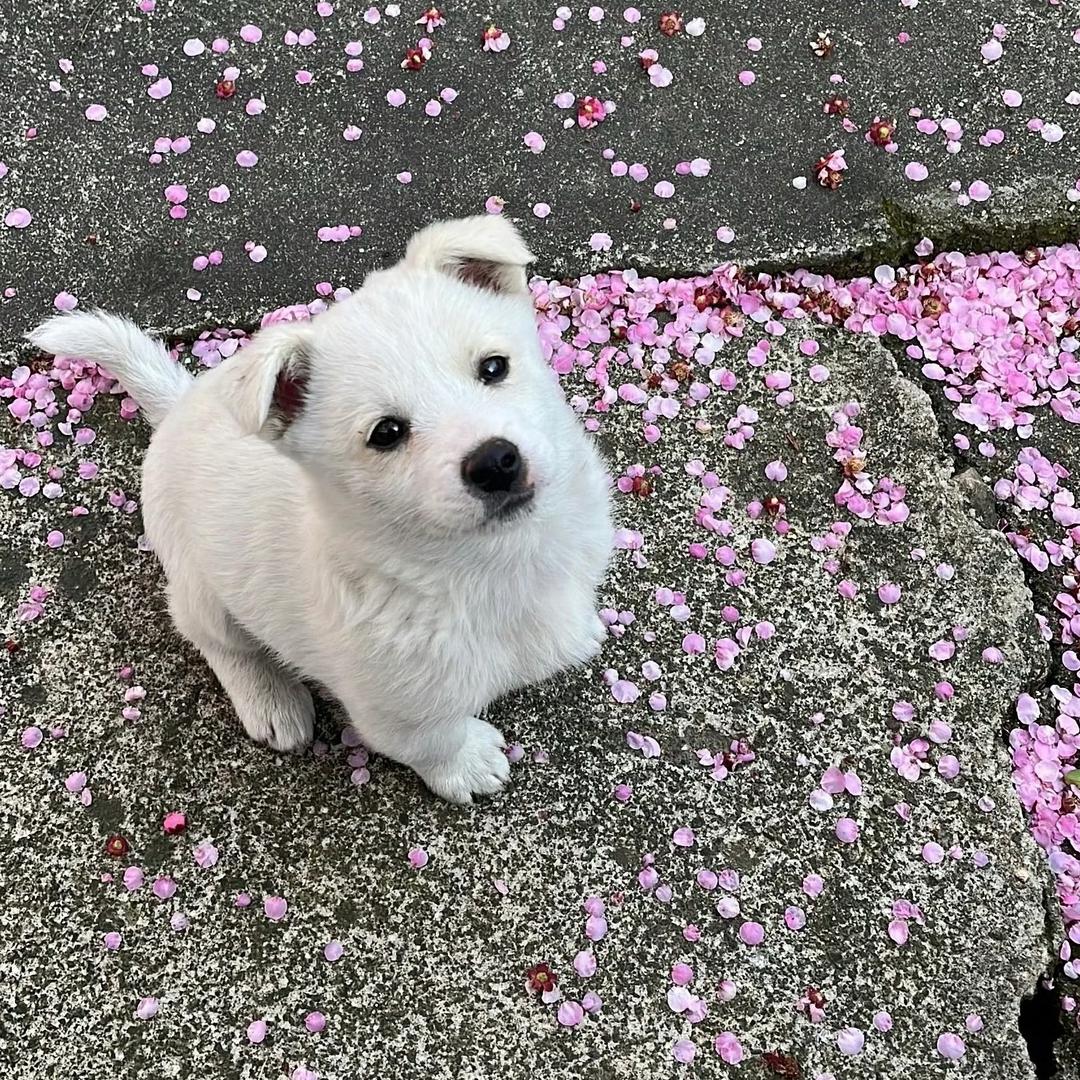 菲菲