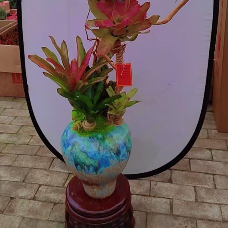 高碑店花卉批发