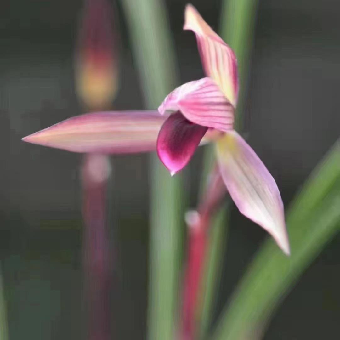 琳琳兰花种植场