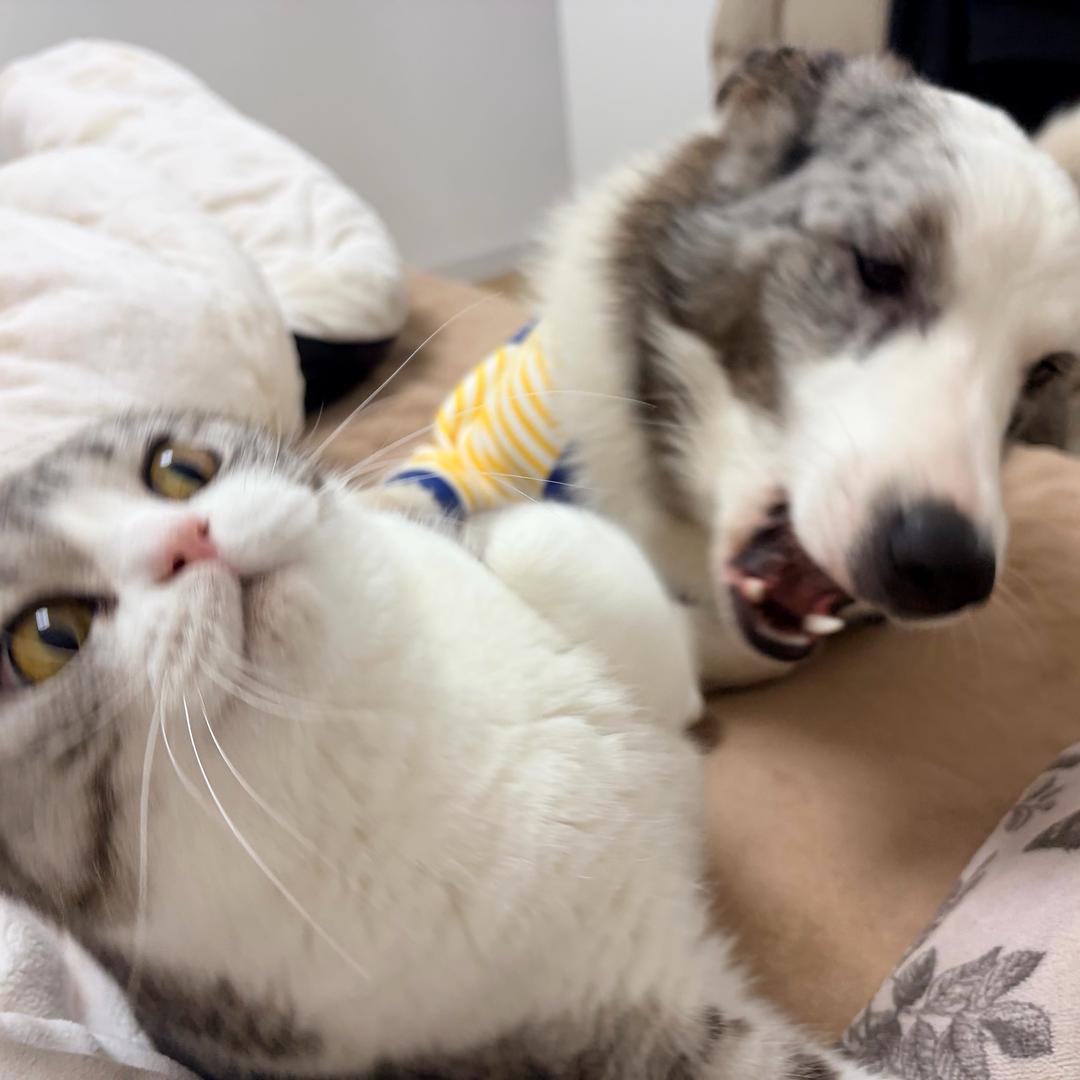 丁丁猫（胆小猫和胆小狗）