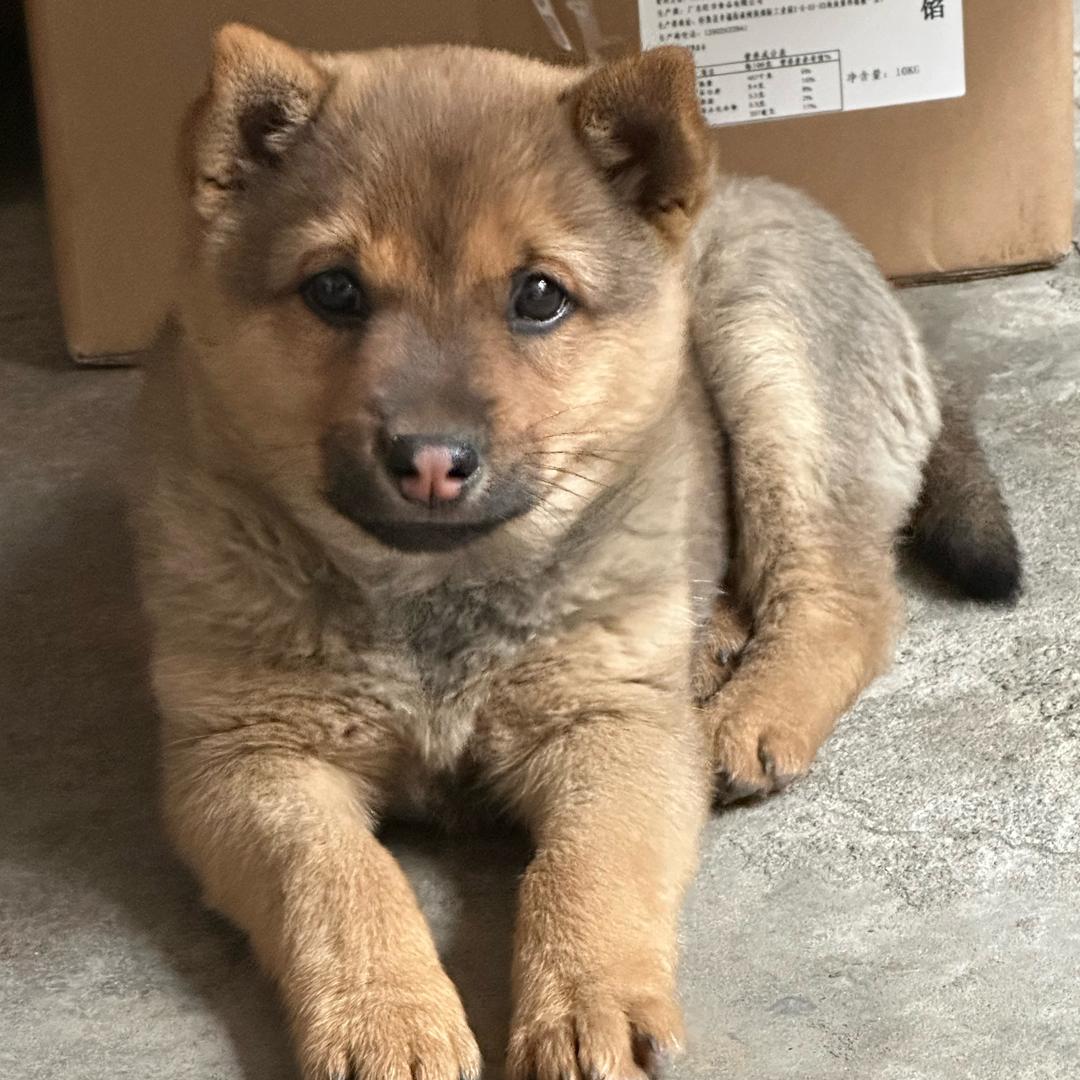 土包子叫小帅🐶