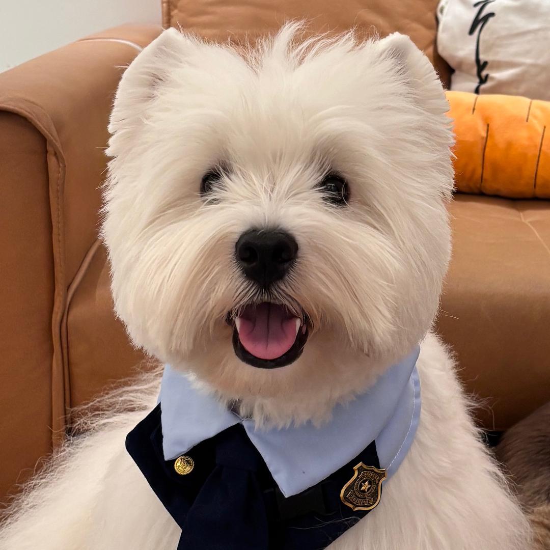 Kpi就是个弟弟🐶