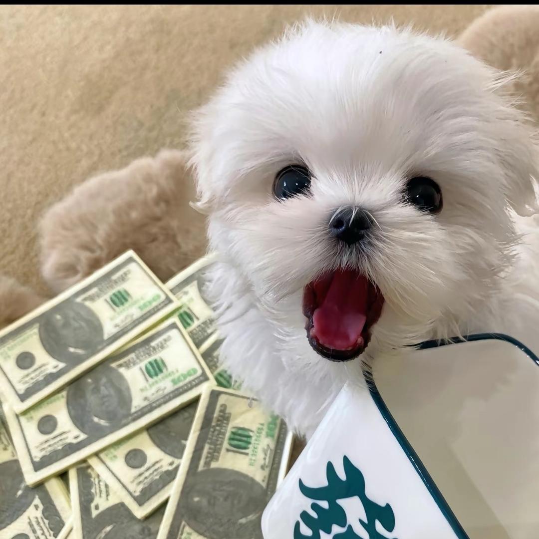 福星宠物（回关选宠）