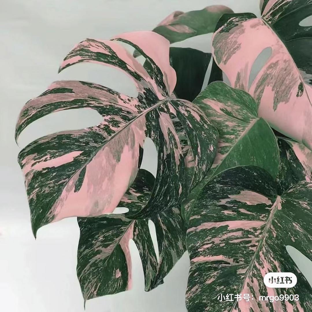 沐心植物空间
