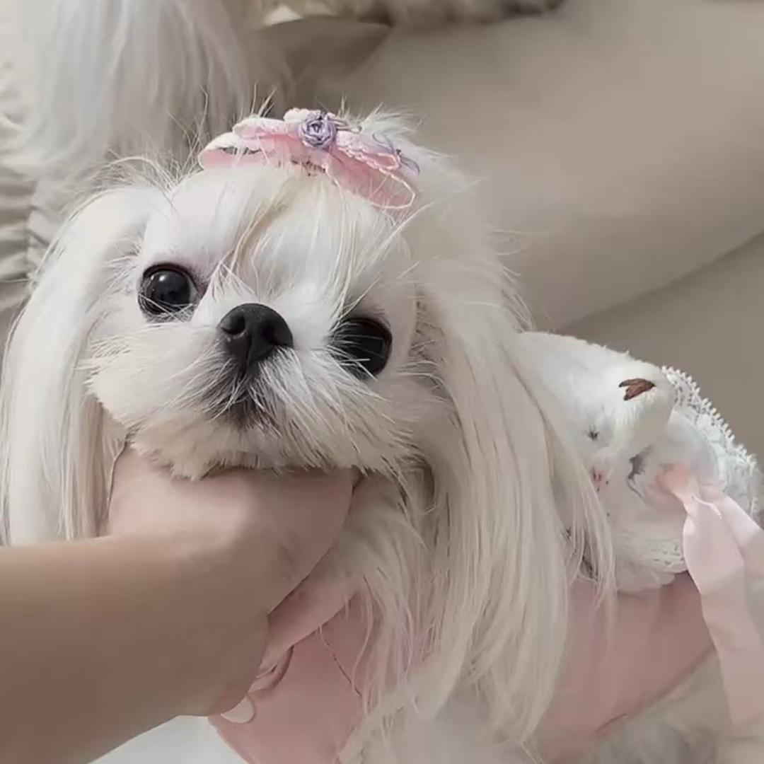 中山市宠爱有嘉科技有限公司