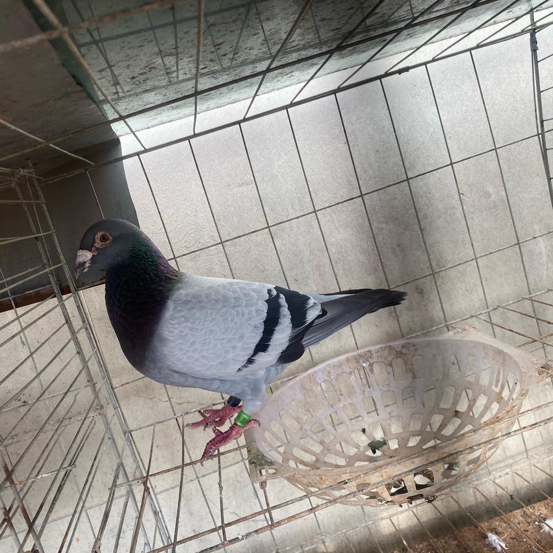 昌源鸽舍(全国活体快递代发)