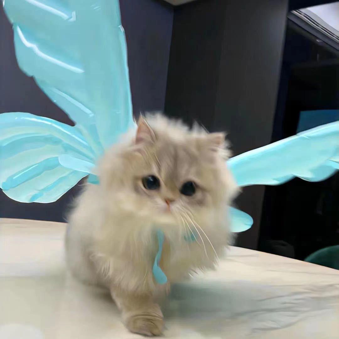 小雯